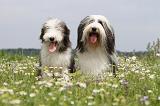 BEARDED COLLIE 056